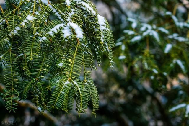 嵩县重点保护植物有哪些？给你介绍15种，图文说明