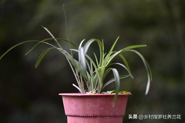 新手兰友不会制兰花植料？不要怕，做好这4条，兰根粗壮不会烂根