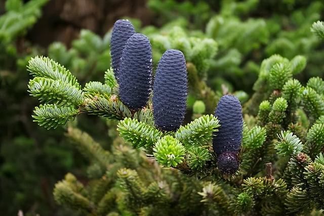 嵩县重点保护植物有哪些？给你介绍15种，图文说明