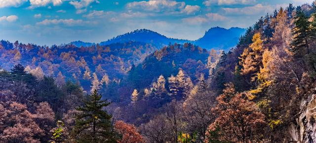 嵩县重点保护植物有哪些？给你介绍15种，图文说明