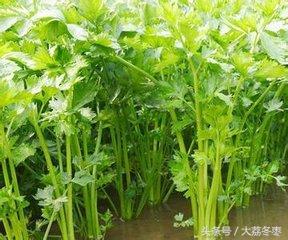 种植类——冬季大棚芹菜种植技术，冬季大棚芹菜如何管理