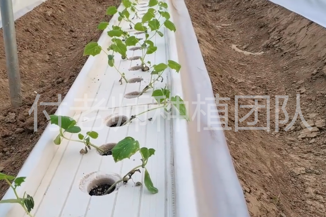 大棚种植瓜果要增产，如何避免重茬障碍？水培种植能解决