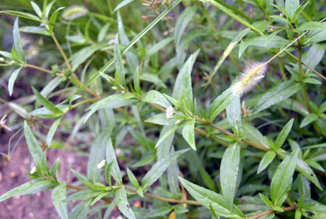 这野草开花小巧，野地里最常见名叫“墨旱莲”，价值大遇到采一点