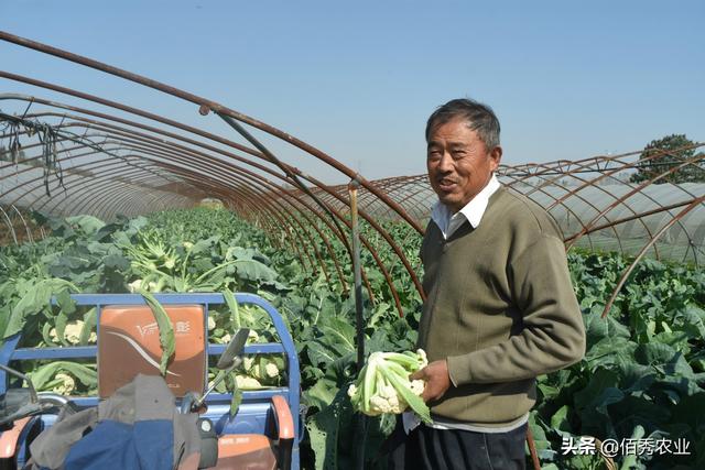 农村老人的幸福生活，种植2亩蔬菜，每年收入3万元活得有尊严