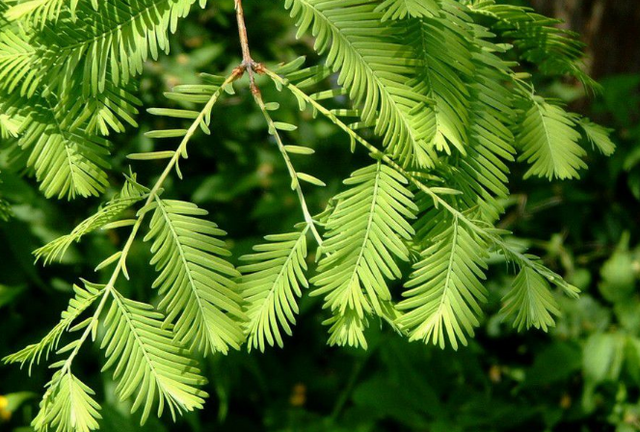 水杉树的分布及种植方法