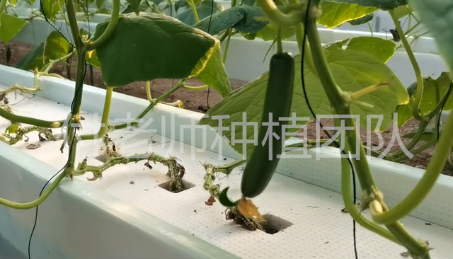 大棚种植瓜果要增产，如何避免重茬障碍？水培种植能解决