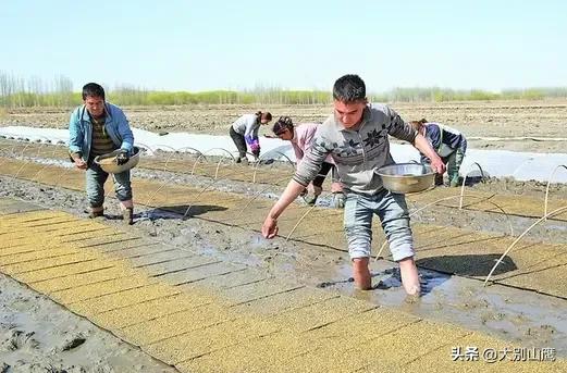 水稻播种的最佳时期及播种前的准备工作介绍