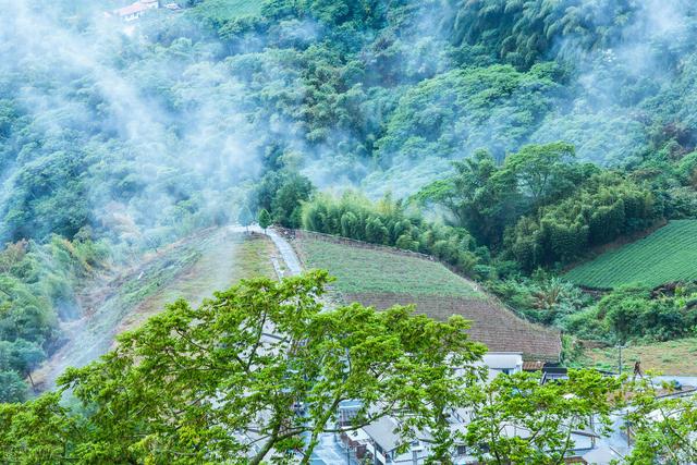 茶树的种植