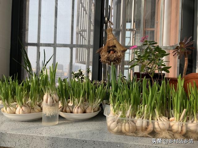 五种不生虫的蔬菜，种植和管理简单，是阳台、楼顶和庭院的首选