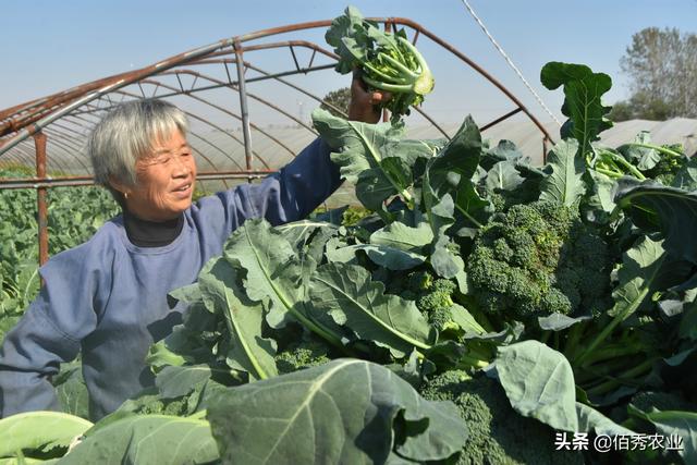 农村老人的幸福生活，种植2亩蔬菜，每年收入3万元活得有尊严