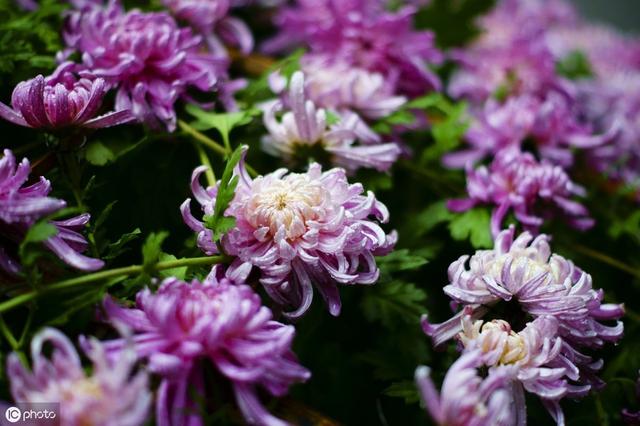 秋菊开花正当时，记住养花6要点，各种菊花轻松养