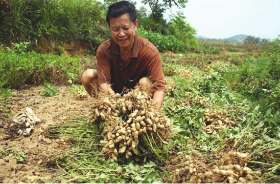 关于花生的种植方法，什么时候种？不妨一看