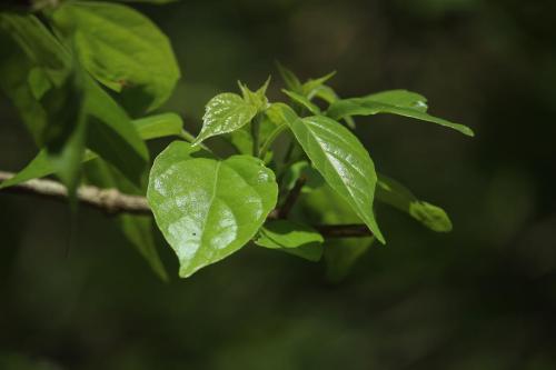 很全面的山核桃种植方案和管理技术，建议收藏