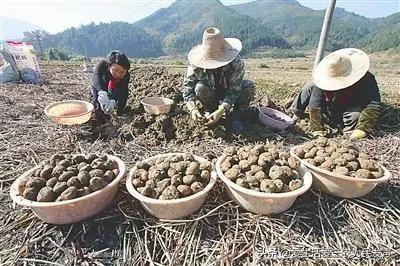 分享五个特色种植项目，想赚钱的过来看，值得参考！（1）