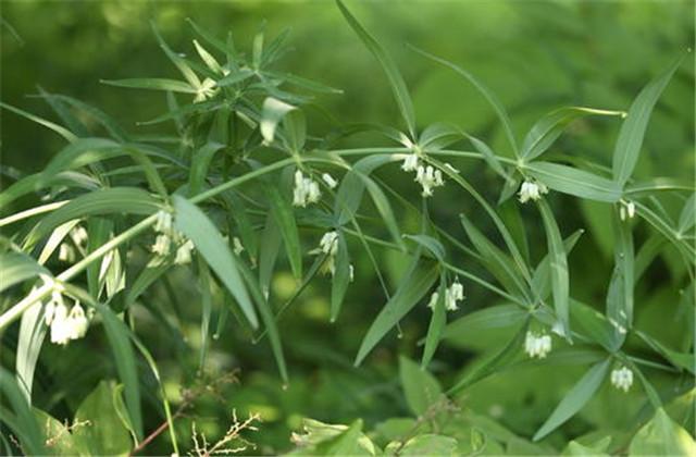 川芎﻿栽培技术，这几个要点要掌握好，对栽培有很大帮助