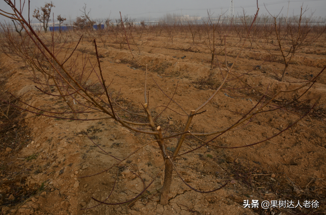 桃树栽培管理学问多，学习了解这些错，避免一错再错伤心多