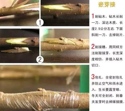 奈李种植管理，想学吗？这里分享给你。