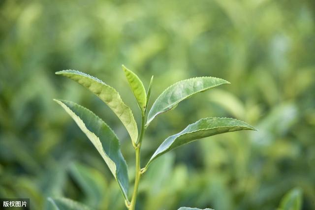 高产绿茶种植技术，抓住这7个要点，保证绿茶的质量