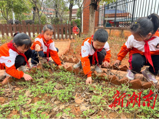 “植”此青绿，草药飘香——博才白鹤小学植树节中草药专题劳动课别具风味