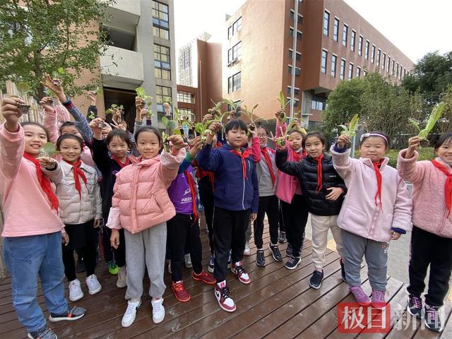 洪山菜薹怎么种？小学生在植物课堂体验蔬菜种植