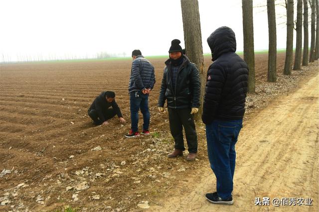 90后农村小伙投资5万元种植中药材，致富白术还未出苗就致负