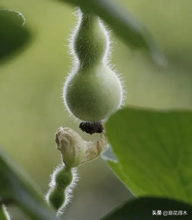 葫芦既可以观赏，又可以做文玩，如何在阳台种植？