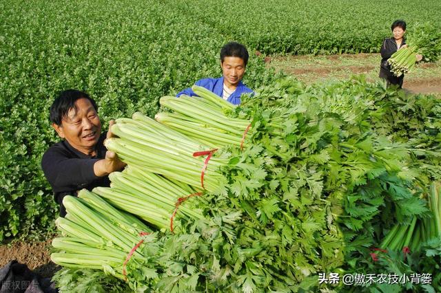 几种常见性蔬菜的施肥时期与施肥方案