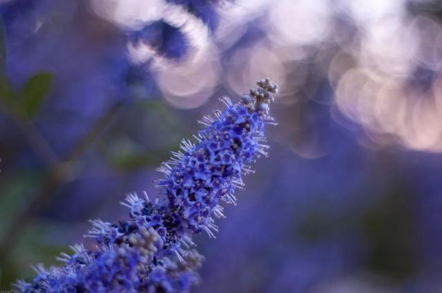 这棵大号薰衣草，一年开花5个月，更多花更耐热更好养