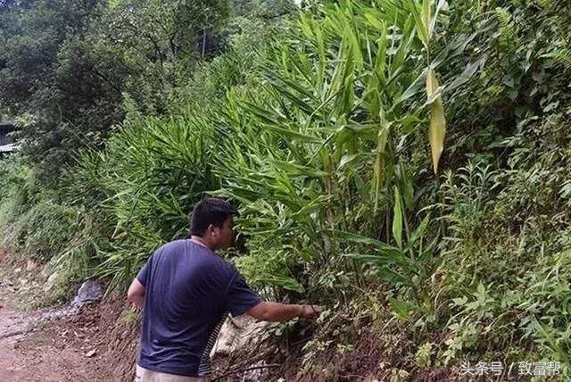 这种姜不是姜，口感好，市场佳，种植一亩可净赚8000元以上