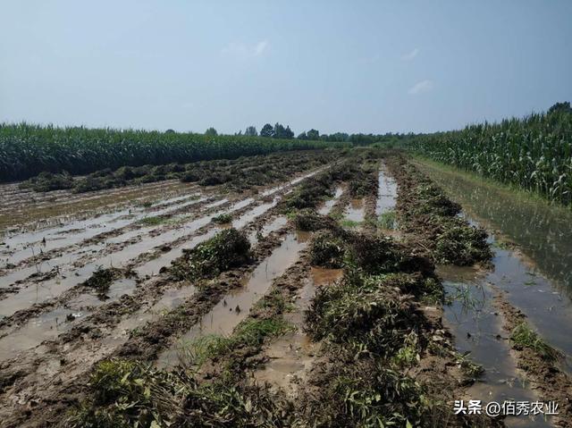 种苗公司提供技术和回收，看似稳赚不赔的中药材，为啥成了烫手货