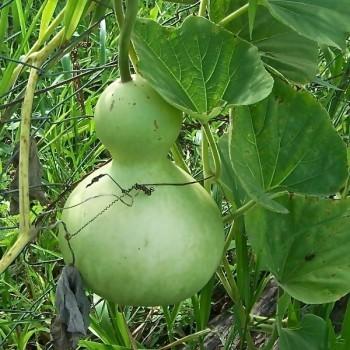 葫芦怎样种植怎样管理