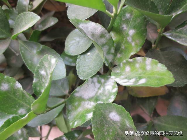 现代小区绿化如何进行栽植与养护？