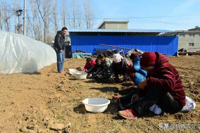 农村人种植中药材，惹邻居们羡慕，真的很赚钱吗？