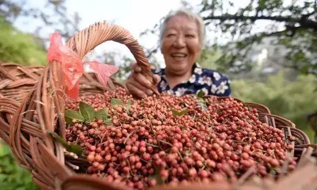 要想花椒长得好、产量高，这些种植管理方法不可少！