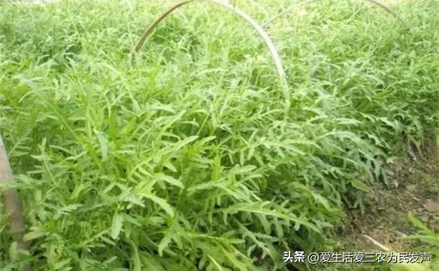 亩产4000斤，10元1公斤不愁卖，种植什么蔬菜利润这么高？