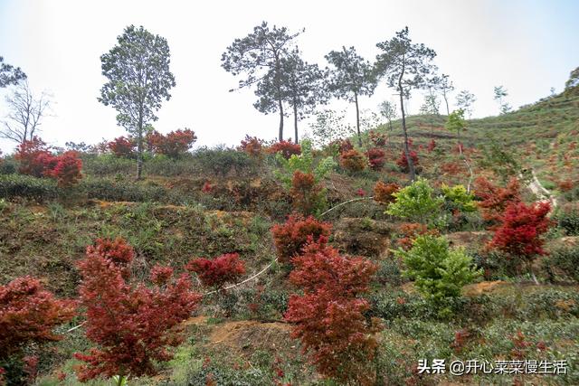 奇！广东小县城漫山遍野红似火，枫叶竟在春天变红，正是观赏季节