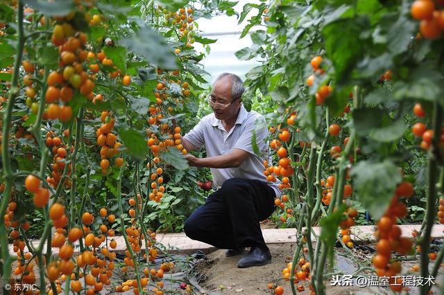 新农人刚做温室大棚种植怎么能不了解二十四节气蔬菜定植安排呢