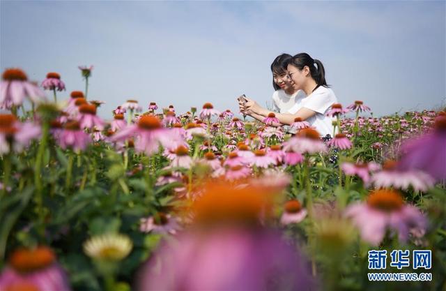 中药材种植绽放“美丽经济”