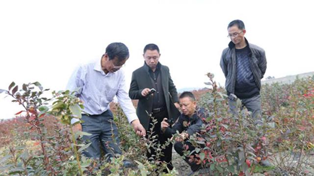 80大叔花20年破解蓝莓密码，种植万亩年产1亿，带两千多农民致富