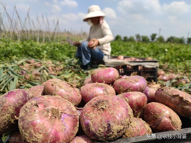 农民怎样才能种出又大又好的洋葱？种植洋葱时注意这5点