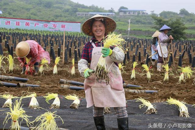 韭黄是如何种出来的你知道吗？小卢哥实拍韭黄种植