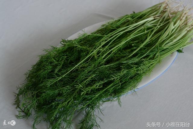 家里种茴香，用这个小方法，十天就可以收获了，简单又美味