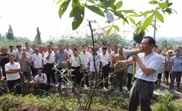 要想花椒长得好、产量高，这些种植管理方法不可少！