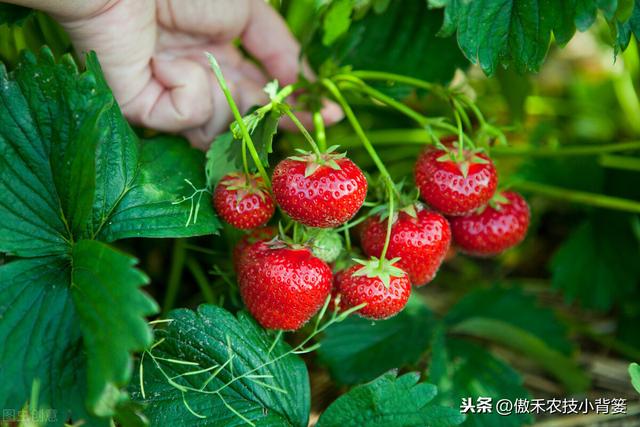 秋季草莓栽种正当时，掌握好移栽定植技巧，缓苗快、成活率高