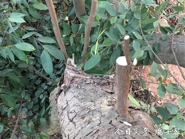 杨桃怎样种个大又不酸？试试果农多年的种植经验，绝对高产味甜