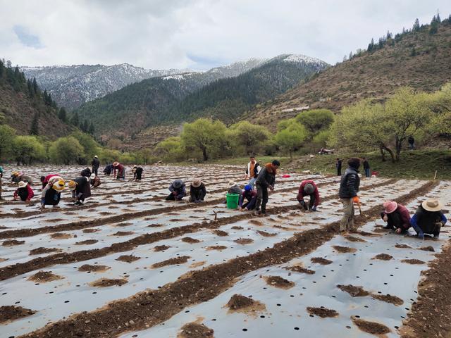 绵阳院企研学助农进高原 万亩中药园壤塘启动试点