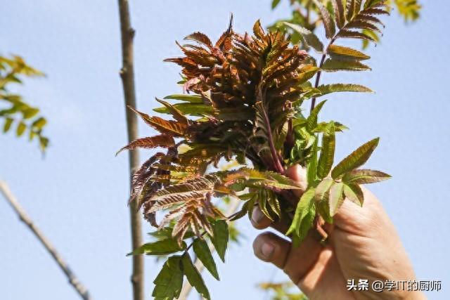 一亩大棚年入15万！香椿种植成致富新宠，你还在等什么？