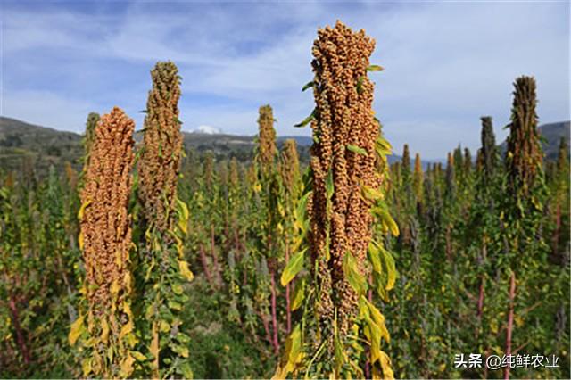 藜麦的推广前景及栽培技术，学会这几步，轻松大丰收