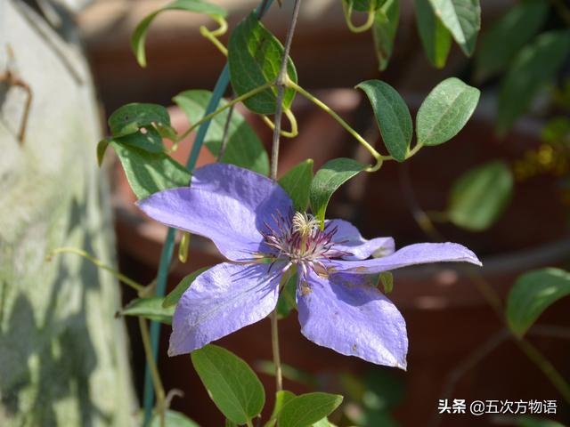 学习强国“挑战答题”中的植物学知识