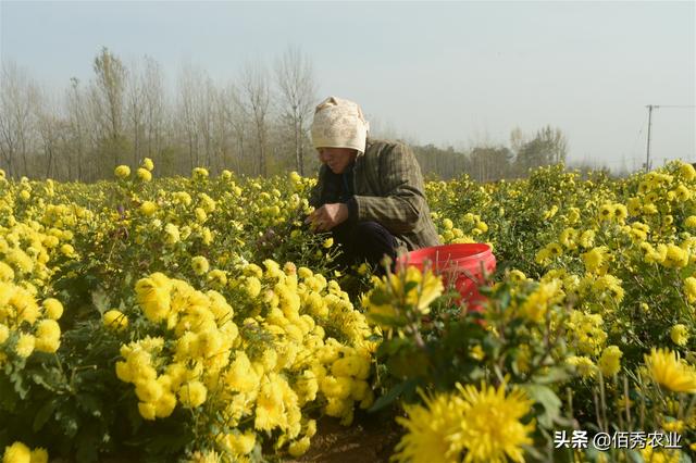 农民种植“黄金花”，亩收益2000元，旱涝保收，挣的全是稳当钱